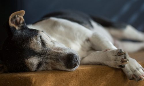 Sindrome o morbo di Cushing cane: cos’è l’iperadrenocorticismo, sintomi, cause, cura, prevenzione, consigli