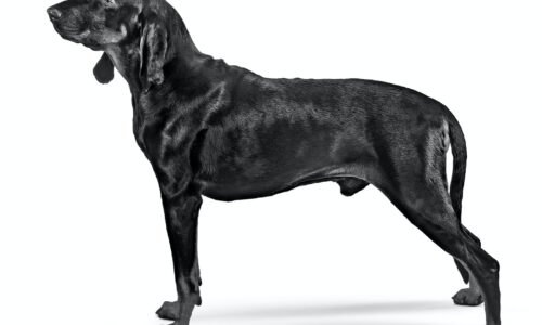 Coonhound Noir et Feu