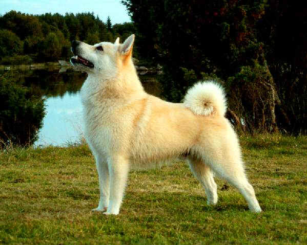 Norsk Buhund